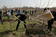 Берега «одеваются» в сады